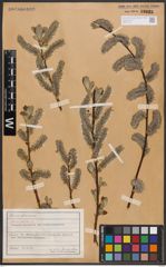 Foto von Salix caprea L.